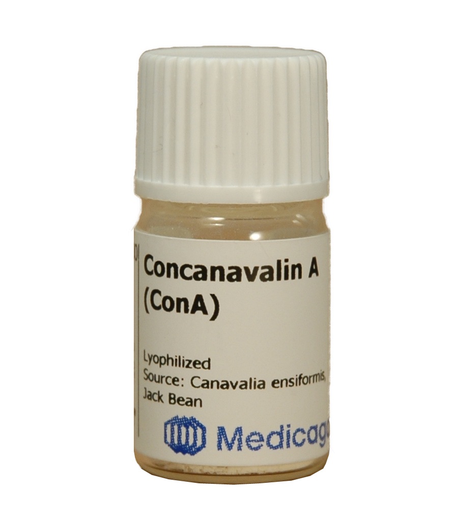 Concanavalin A lectin (Con A) - Image 1