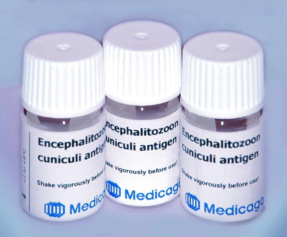 Encephalitozoon cuniculi (EC) whole cell antigen suspension - Image 1