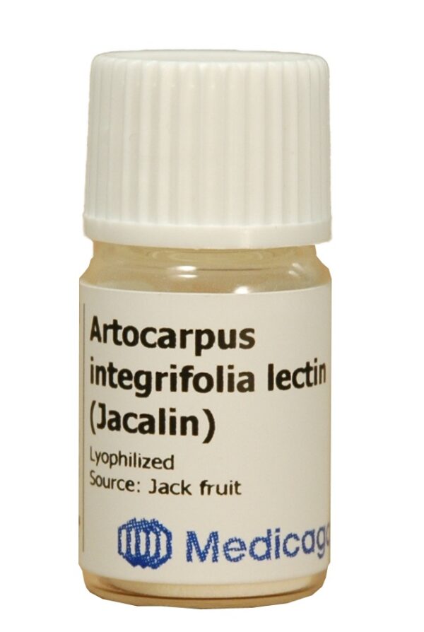 Artocarpus integrifolia lectin (Jacalin)