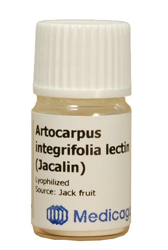 Artocarpus integrifolia lectin (Jacalin) - Image 1