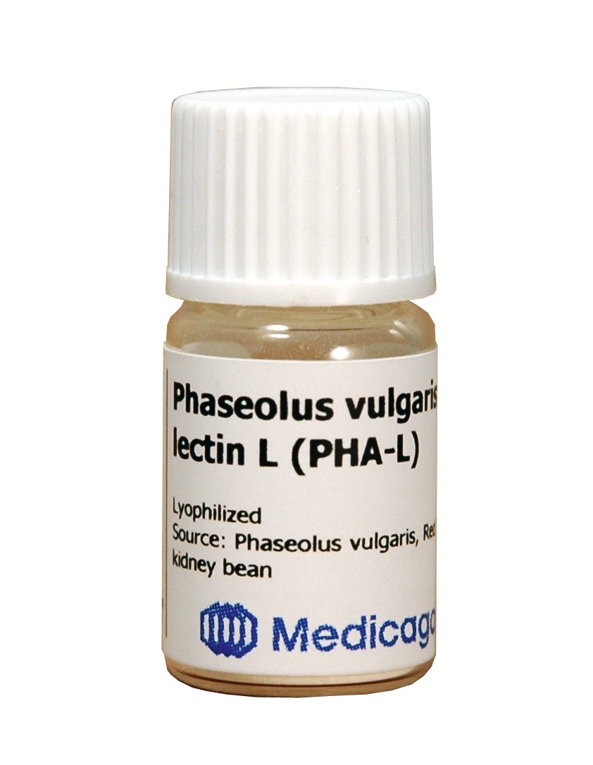 Phaseolus vulgaris lectin L (PHA-L) - Image 1