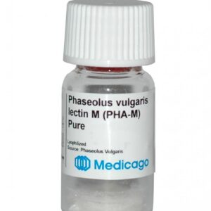 Phaseolus vulgaris lectin M (PHA-M)