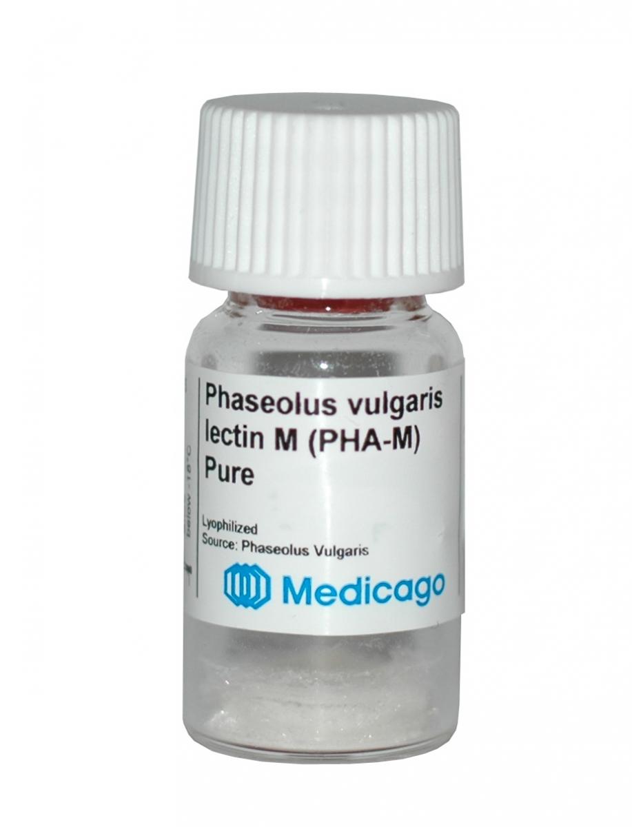 Phaseolus vulgaris lectin M (PHA-M) - Image 1
