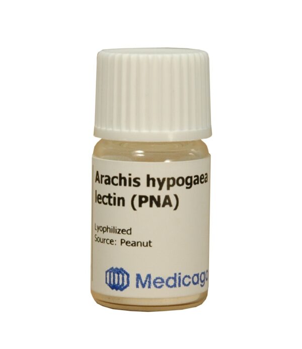 Arachis hypogaea lectin (PNA, Peanut Agglutinin)