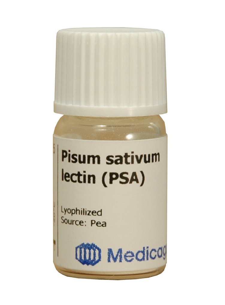 Pisum sativum lectin (PSA) - Image 1